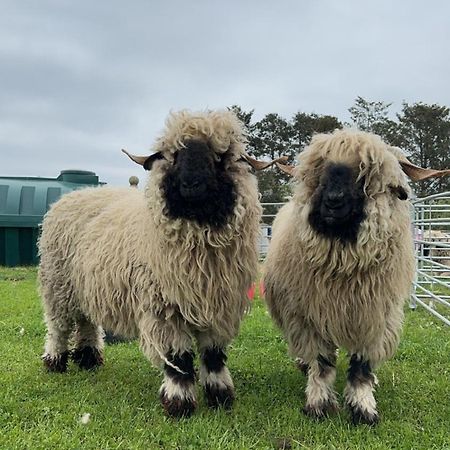 Glampods Glamping Pod - Meet Highland Cows And Sheep Elgin Villa Eksteriør bilde