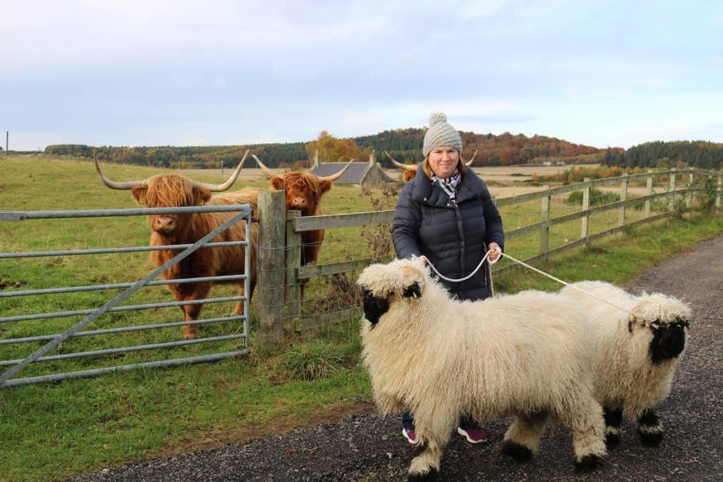 Glampods Glamping Pod - Meet Highland Cows And Sheep Elgin Villa Eksteriør bilde