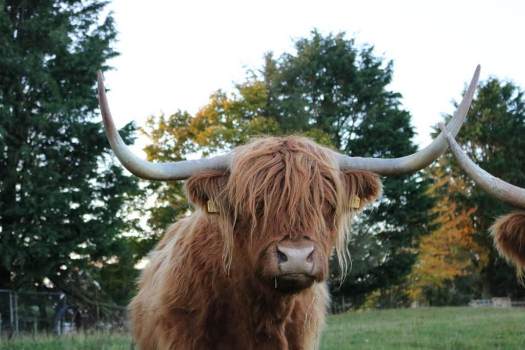 Glampods Glamping Pod - Meet Highland Cows And Sheep Elgin Villa Eksteriør bilde