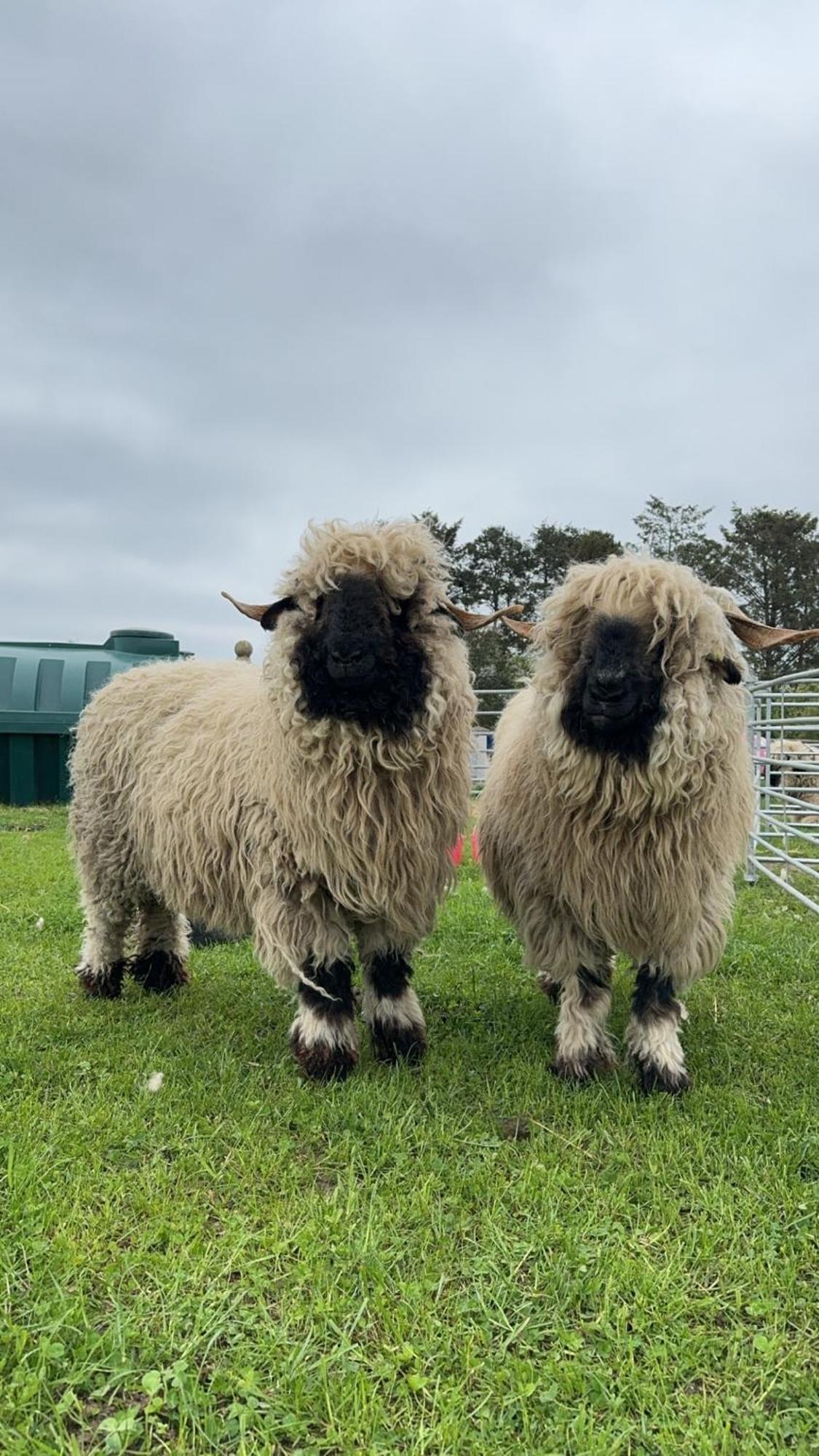 Glampods Glamping Pod - Meet Highland Cows And Sheep Elgin Villa Eksteriør bilde